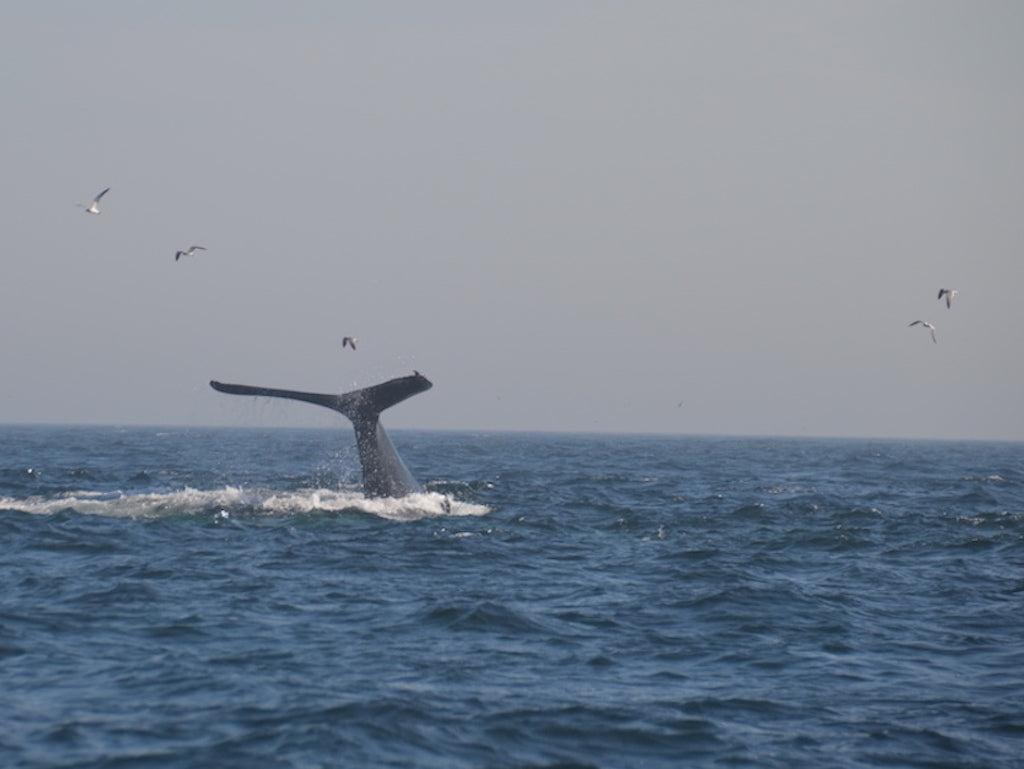 July 20-21 Overnight Canyons with Captain Willy