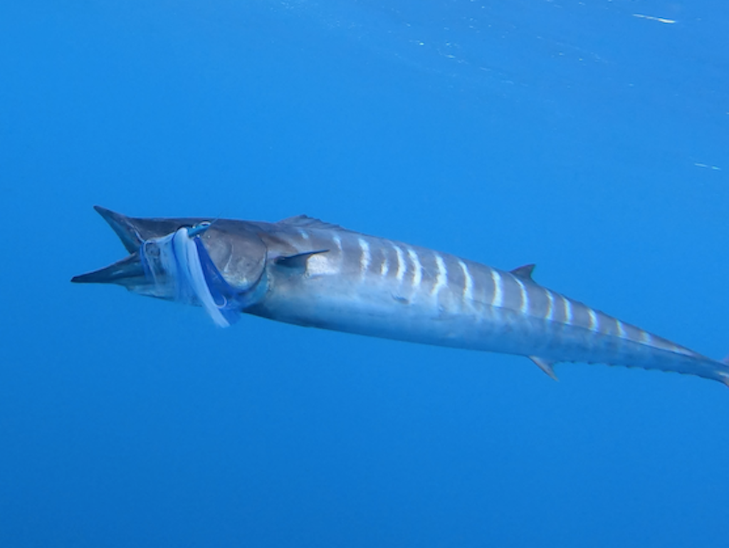 July 20-21 Overnight Canyons with Captain Willy
