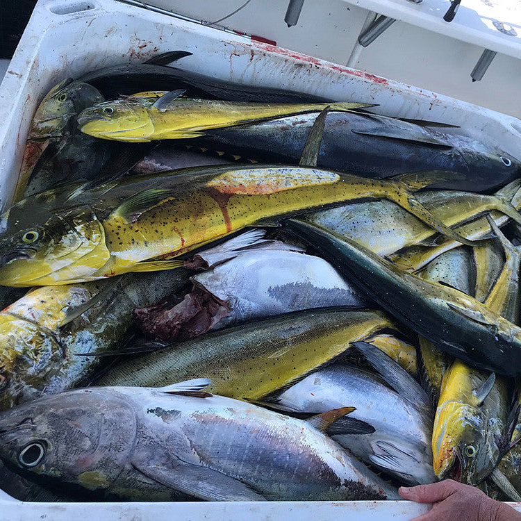 Friday July 3rd Rec Tuna with Captain Willy