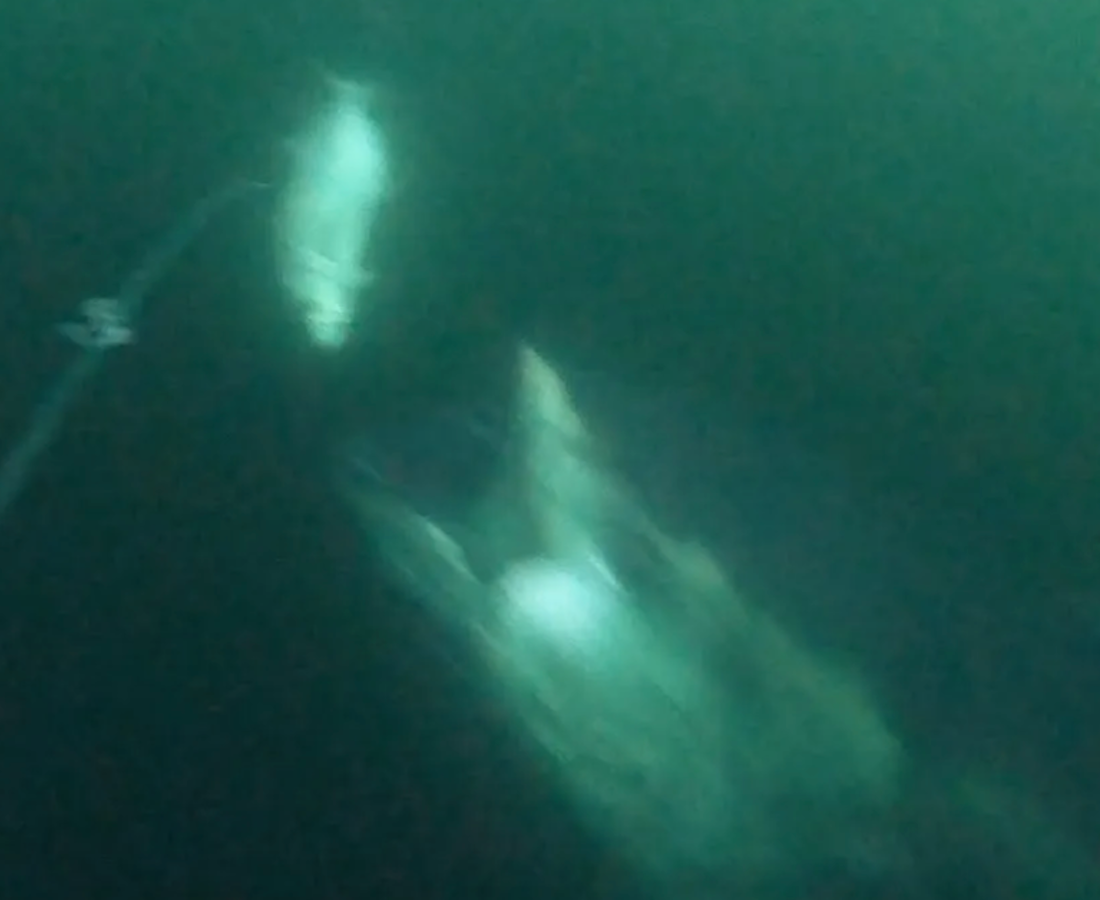 Monday August 31st Giant Bluefin Tuna with Captain Cullen
