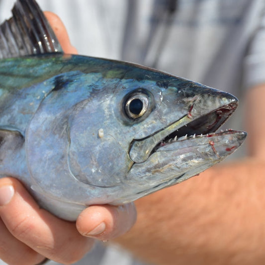 Friday September 11th Albies & Bonito with Captain Tyler