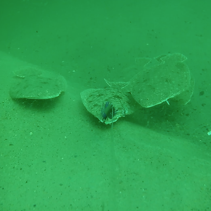 Sunday July 26th Trophy Fluke with Captain Jimmy