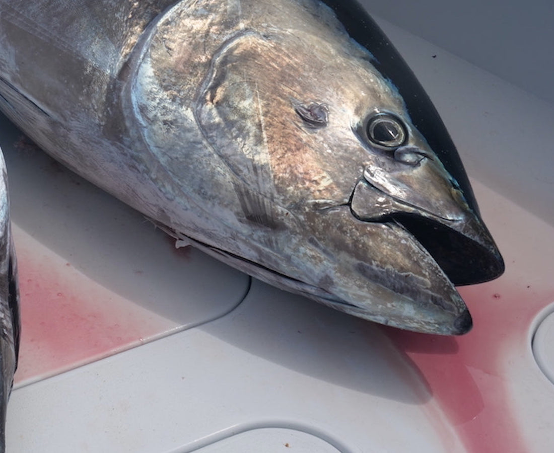 Monday August 31st Giant Bluefin Tuna with Captain Cullen