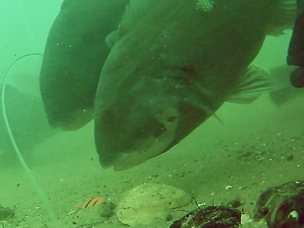 Friday May 8th Tautog with captain Tyler