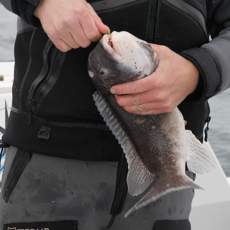 Friday May 1st Tautog with Captain Cullen (Sunrise)