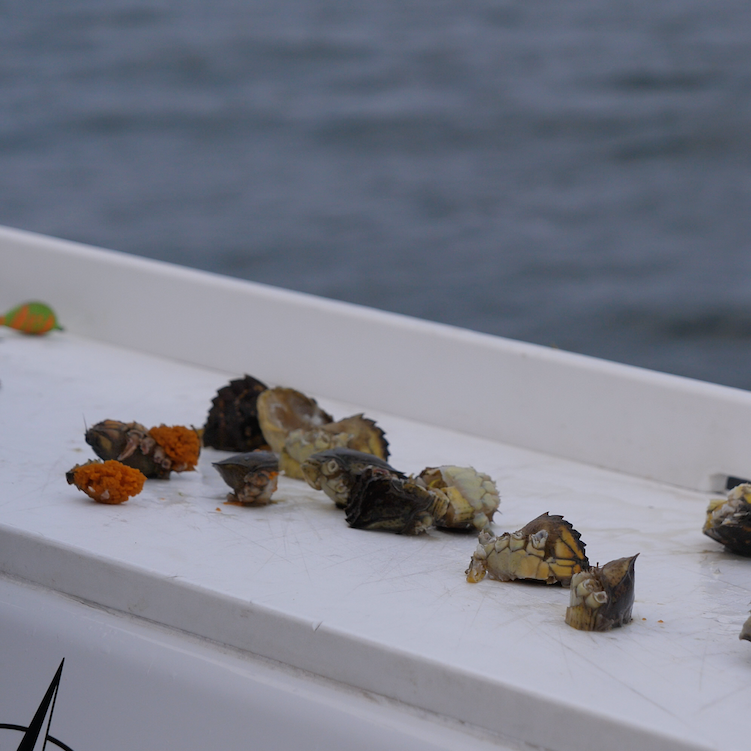 Friday May 1st Tautog with Captain Cullen (Sunrise)