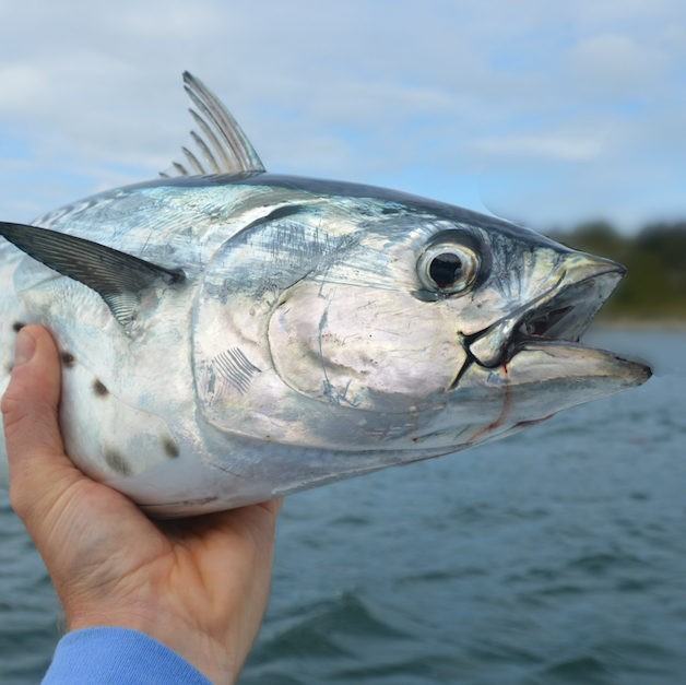 Tuesday September 15th Albies & Bonito with Captain Tyler