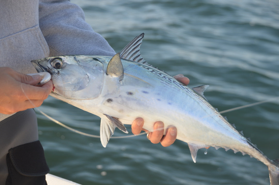 Tuesday September 15th Albies & Bonito with Captain Tyler