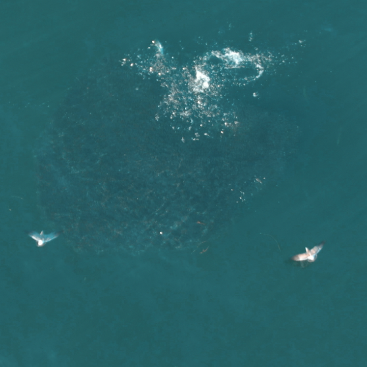 Tuesday September 15th Albies & Bonito with Captain Tyler