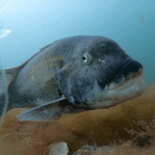 Friday May 8th Tautog with Captain Cullen (Late AM)