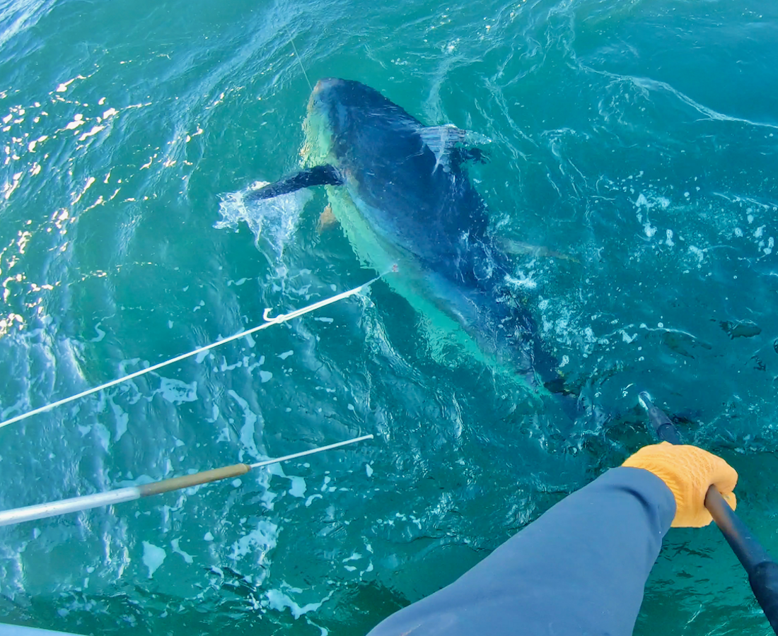 Monday August 31st Giant Bluefin Tuna with Captain Cullen
