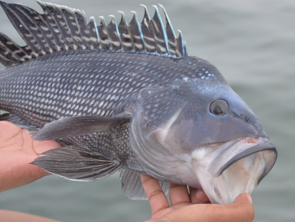 Friday May 22nd Black Sea Bass with Captain Cullen